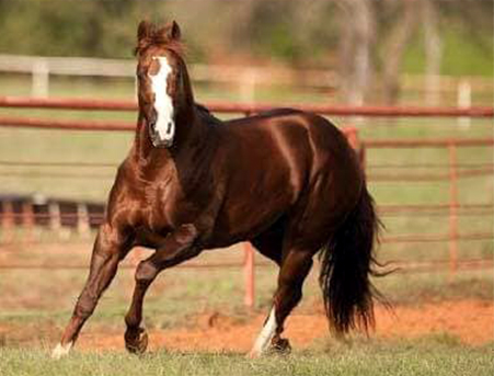 Stallion Row